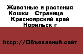 Животные и растения Кошки - Страница 2 . Красноярский край,Норильск г.